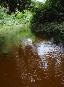 森の中での澄んだ透明な小川の水©西原智昭