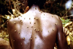 汗をかいた背中にたかるミツバチとハリナシバチ©西原智昭