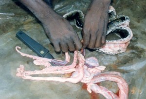 ヘビの内臓を取り出す作業©西原智昭
