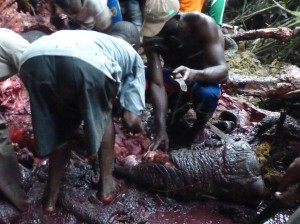 写真225:ゾウの死体からゾウ肉を切り取る地元住民©WCS Congo